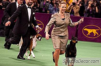 Doberman & Agility Training
