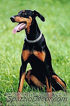 Dobermans & Γάτες