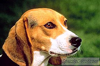 Onko Beaglella Paras Hajuhaju?