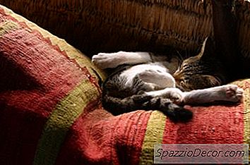 Benadryl Faz Os Gatos Dormirem?