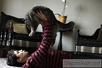Um Gato Sabe O Que Um Beijo E Um Abraço Significam?