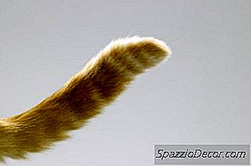 Benötigt Eine Katze Ihren Schwanz Für Das Gleichgewicht?
