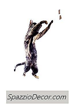 Catnip Embota Um Apetite De Gato?