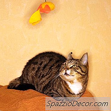 Apakah Catnip Hurt Kucing Jangka Panjang?