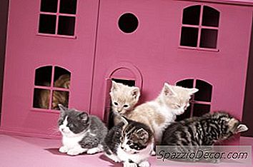 Feliway ใช้งานได้กับการต่อสู้ของแมวหรือไม่?