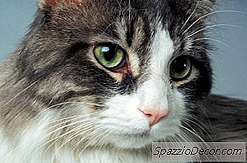 Μήπως Η Felv Εμβόλιο Αιτίες Γάτες Για Να Γίνουν Θετικοί Στην Δοκιμασία Flips Elisa Έλεγχος;