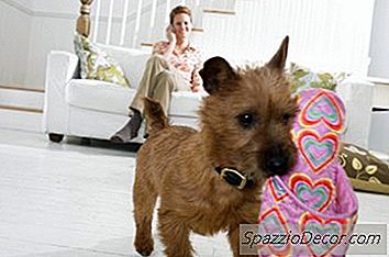 Deixar A Tv Ligada Para O Meu Filhote O Ajudar?