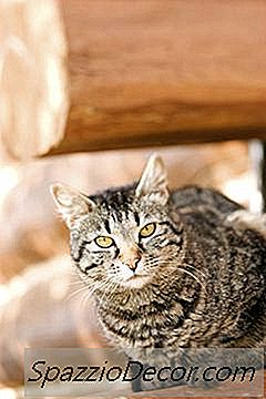 Μήπως Χαμηλή Νατρίου Γάτα Βοήθεια Γάτες Με Καρδιομυοπάθεια;