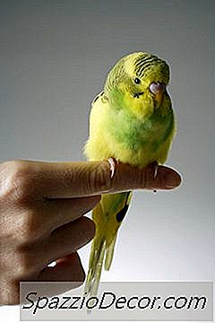 Da Li Molting Čini Bolesnika Od Parakete?