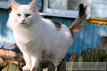 Hat Eine Kastrierte Katze Immer Noch Sexuelle Verlangen?