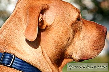 A Neutering Dogs Ajuda A Impedi-Los De Serem Agressivos?