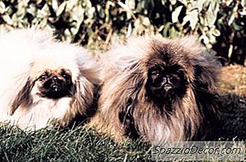 A Pekingese需要理发吗？