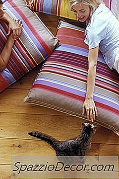 Bir Yavru Kedi Sevişme & Onlar Senin Gibi Demek Demek Yalıyorlar Mı?