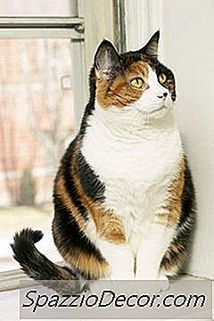 Пушенето Влияе Ли На Котките?