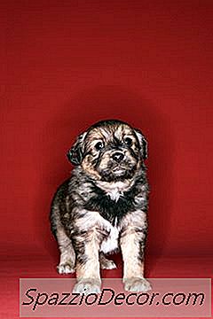 Încercați Să Nu Alergați La Puștiul Dvs. Atunci Când Plânge.