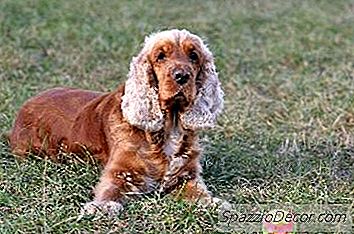 Pencerobohan Anjing Dan Biting Dalam Spaniel Cocker