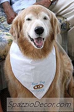 Dog Bandana Instruções