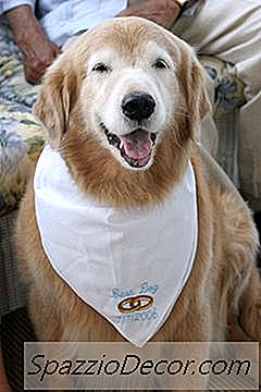 Hướng Dẫn Dog Bandana