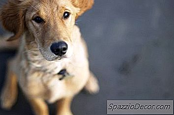 Yazları Dışarıda Köpekleri Serin Tutan Köpek Yatakları