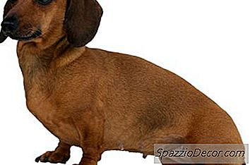 Dachshunds Köpek Göz Sorunları
