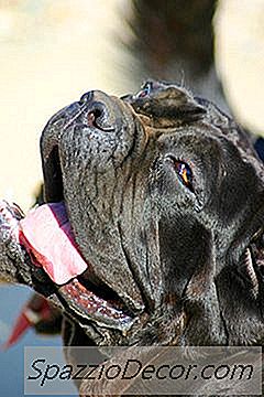 Cadangan Makanan Anjing Untuk Mastiff Neapolitan