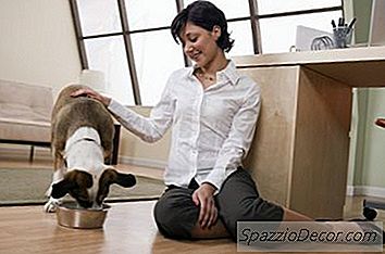 Makanan Anjing Yang Mencegah Batu Struvite