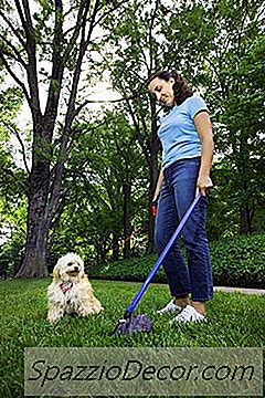 Alimentos Para Cães Que Produzem Menos Resíduos
