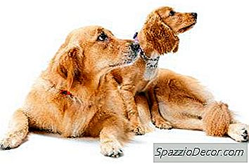 Hundesykluser