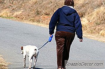 Legea Cu Privire La Câini