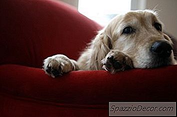 De Tijdsbeleving Van Een Hond