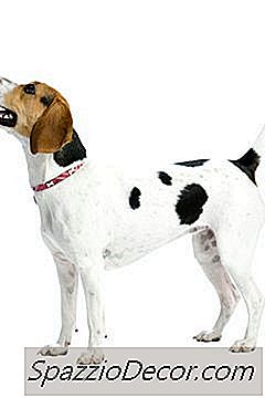 Hunde & Mietverträge