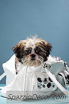 Кучета, Които Могат Да Бъдат Пренесени В Чантата Ви