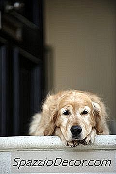 Hunde, Der Ikke Kan Gå Op Ad Trappen