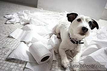 Honden Die Servetten En Papier Kauwen