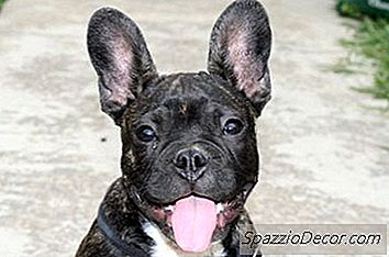 Hunde, Die Nicht Viel Bellen, Die Gut Sind Für Wohnungen