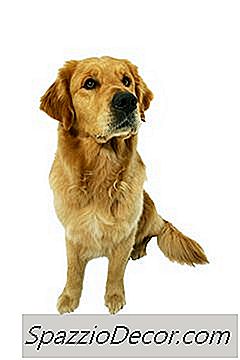 ほ乳をあきらめることを拒否する犬