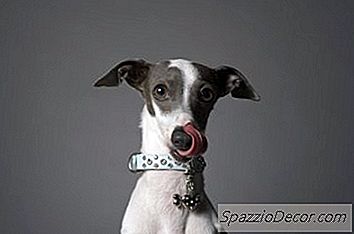 Cães Que Lambem, O Tapete E Camas