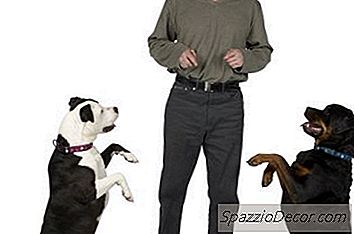 Кучета, Които Притискат Към Вас