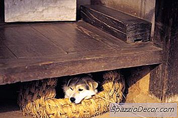 Hunde Mit Vergraulenden Verhaltensweisen