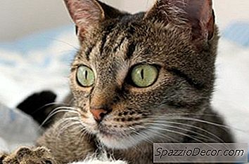 Hauskatze Kurzhaar Vs. American Shorthair