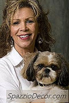 Pele Seca Em Um Cachorro Shih Tzu