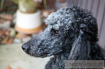 Cuidado Do Ouvido Para Poodles Padrão