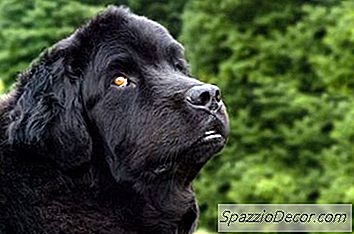 Îngrijirea Și Formarea Timpurie Pentru Un Câine Newfoundland