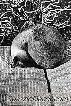 Sintomas Precoces Da Doença Renal Em Gatos