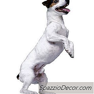 Edible Frosting For Dogs