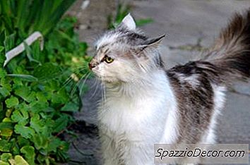 Essbares Gras Für Katzen