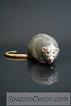 Os Efeitos Do Veneno De Rato Em Cães E Gatos