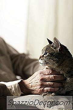 Gatos De Edad Avanzada Y Problemas De Equilibrio