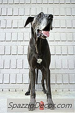 Alimentos Para Cães E Tigelas Para Dinamarqueses