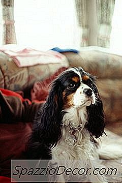 Tilfinningalegt Þvaglát Í Cocker Spaniel